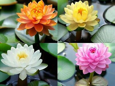 Fiore di Loto, Nelumbo nucifera - rizoma COLORE A SORPRESA