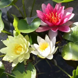 Ninfea, Nymphaea 'Surprise' - cestino 11 cm COLORE A SORPRESA Ninfea, Nymphaea 'Surprise' - cestino 11 cm COLORE A SORPRESA