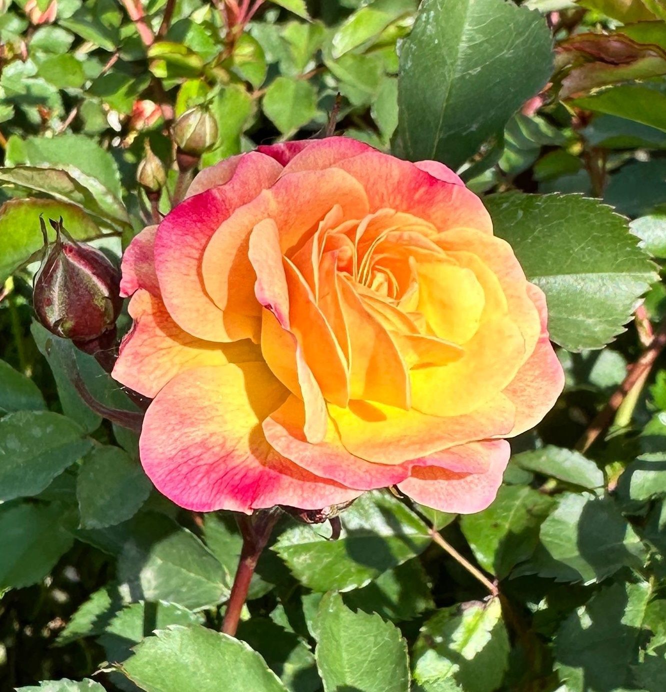Rosa Paesaggistica, Rose Paesaggistiche - Rosa ‘Rêve de Paris’ ® - vaso 3 litri Rosa Paesaggistica, Rose Paesaggistiche - Rosa ‘Rêve de Paris’ ® - vaso 3 litri