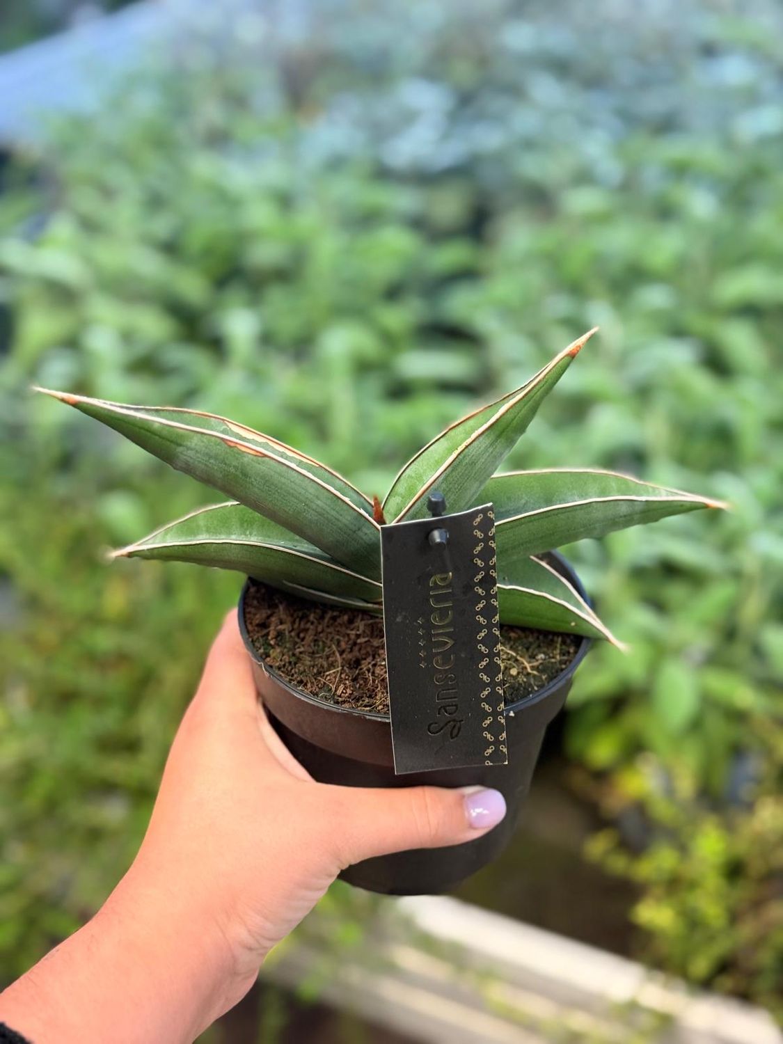 Sanseveria, Sansevieria 'Almond Silver' - vaso Ø12 cm Sanseveria, Sansevieria 'Almond Silver' - vaso Ø12 cm