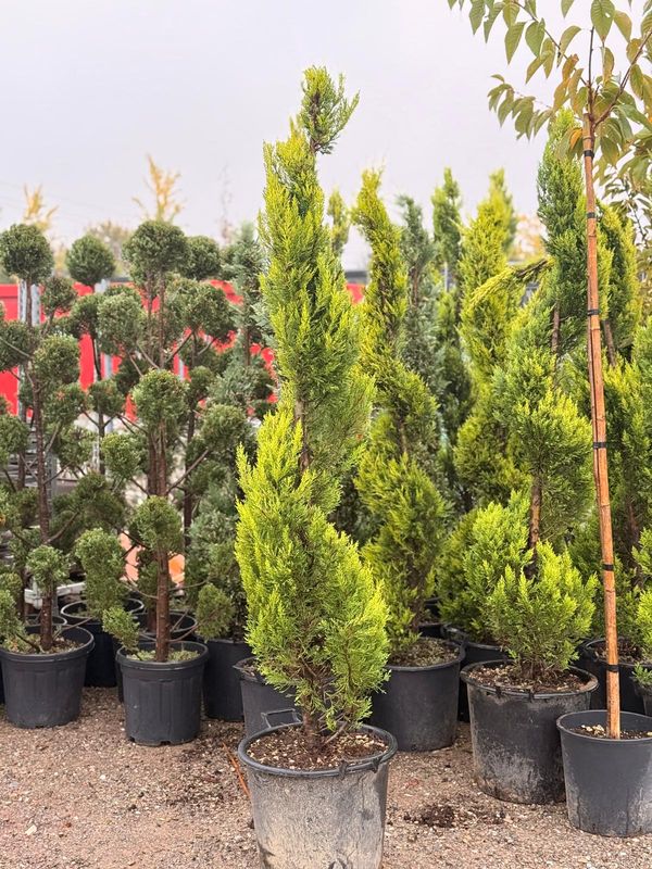 Cipresso Leylandii 'Goldcrest' Spirale - vaso 45LT