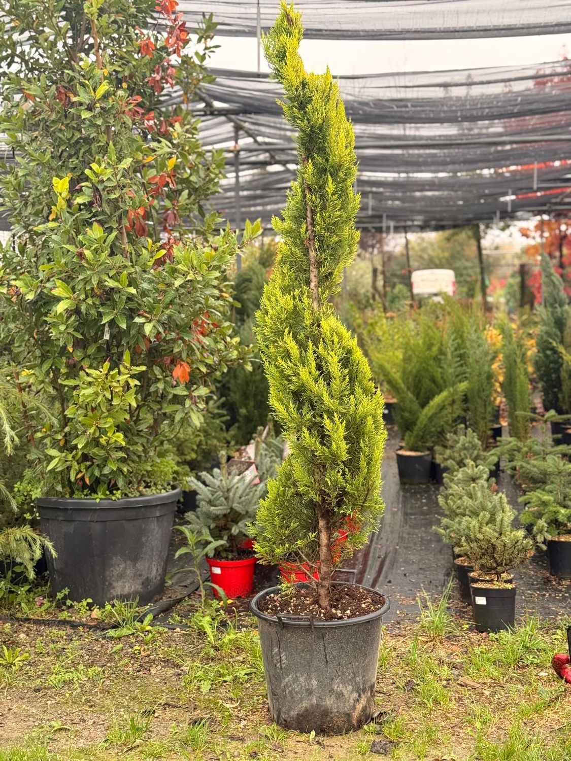 Cipresso Leylandii  &#39;Goldcrest&#39; Spirale - vaso 45LT