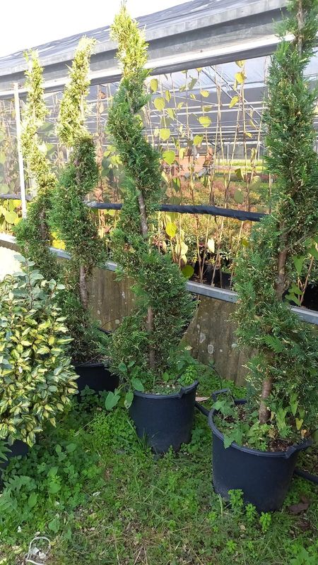 Cipresso Leylandii 'Centennato' Spirale - vaso 30LT
