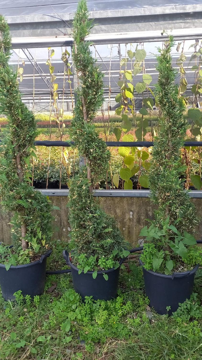 Cipresso Leylandii  &#39;Centennato&#39; Spirale - vaso 30LT