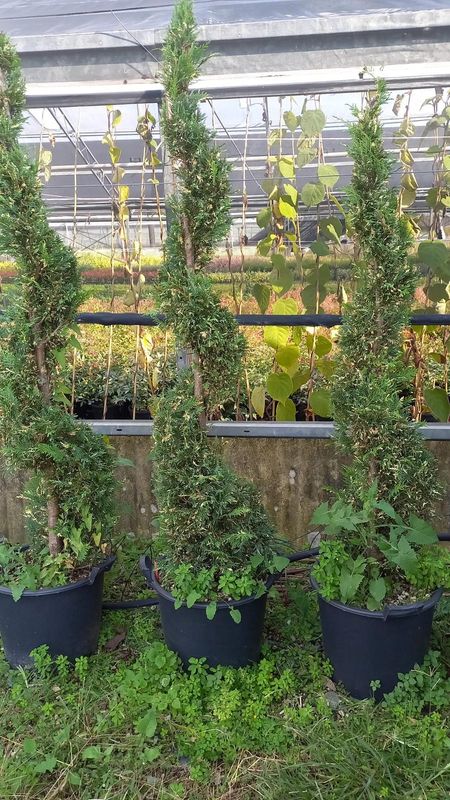 Cipresso Leylandii  'Centennato' Spirale - vaso 30LT