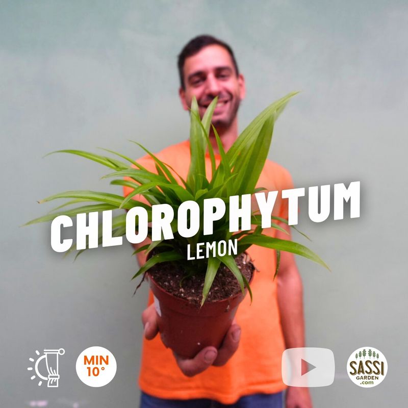 Chlorophytum comosum &#39;Lemon&#39;, Clorofito, Falangio, Nastrino - vaso Ø12 cm