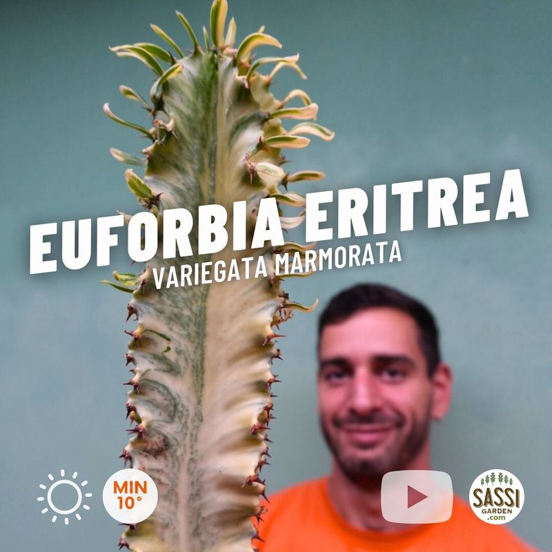 Euforbia Eritrea variegata, Euphorbia marmorata - vaso Ø17 cm, h 50 cm