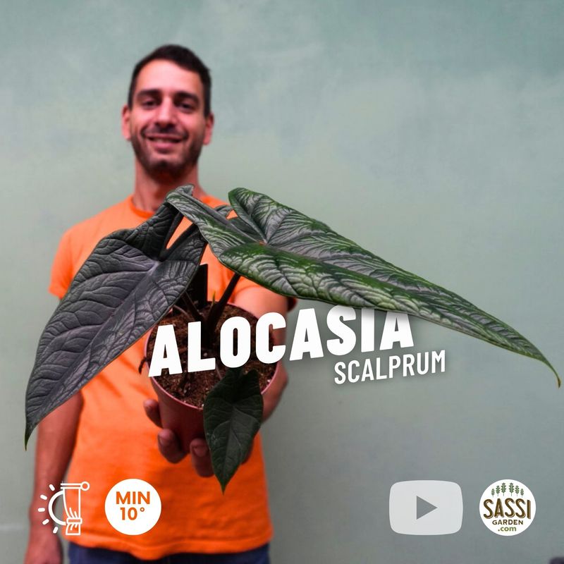 Alocasia Scalprum - vaso Ø12 cm