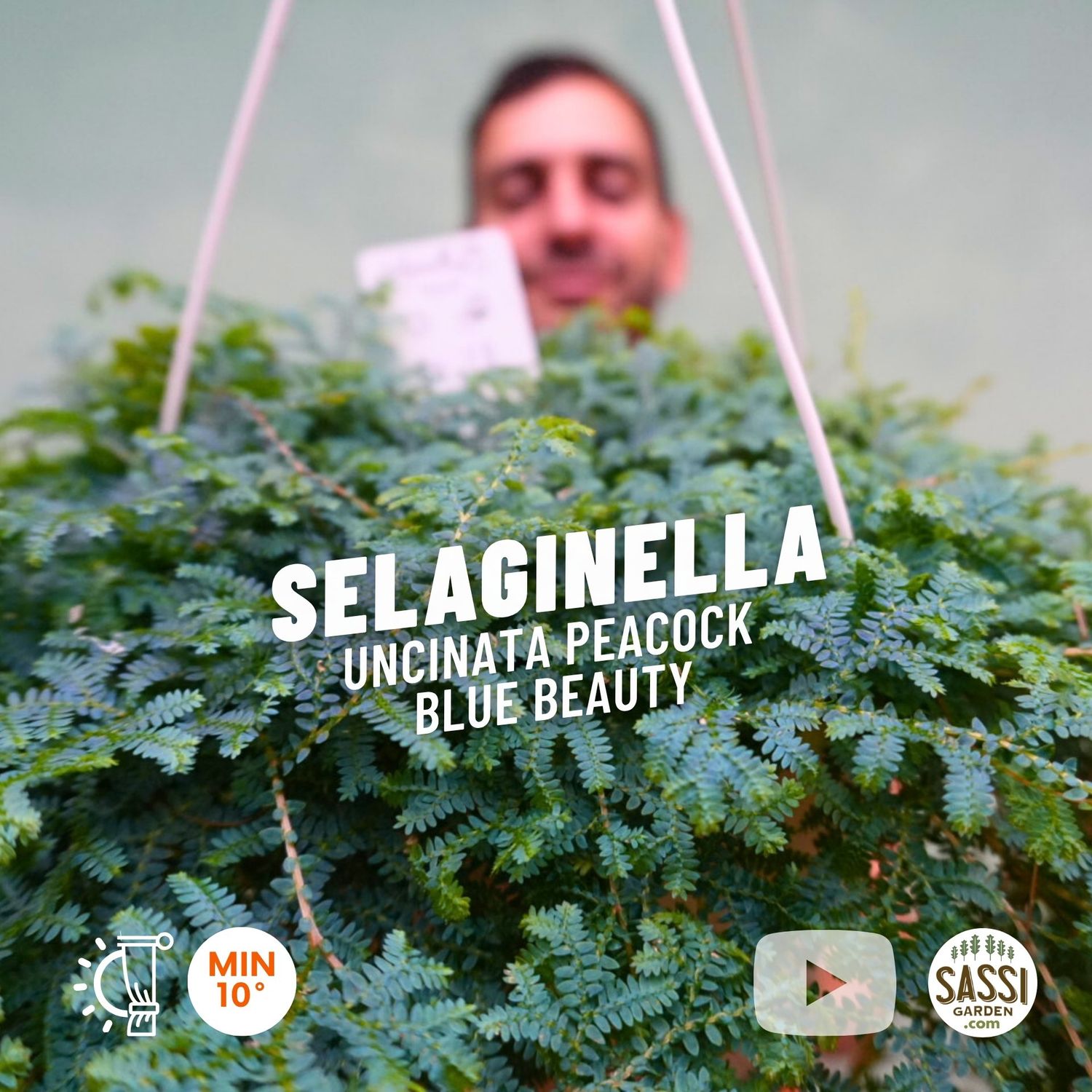 Selaginella uncinata Peacock, Blue Beauty, Pavone, Muschio azzurro - basket Ø20 cm Selaginella uncinata Peacock, Blue Beauty, Pavone, Muschio azzurro - basket Ø20 cm