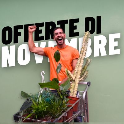 OFFERTE DI NOVEMBRE