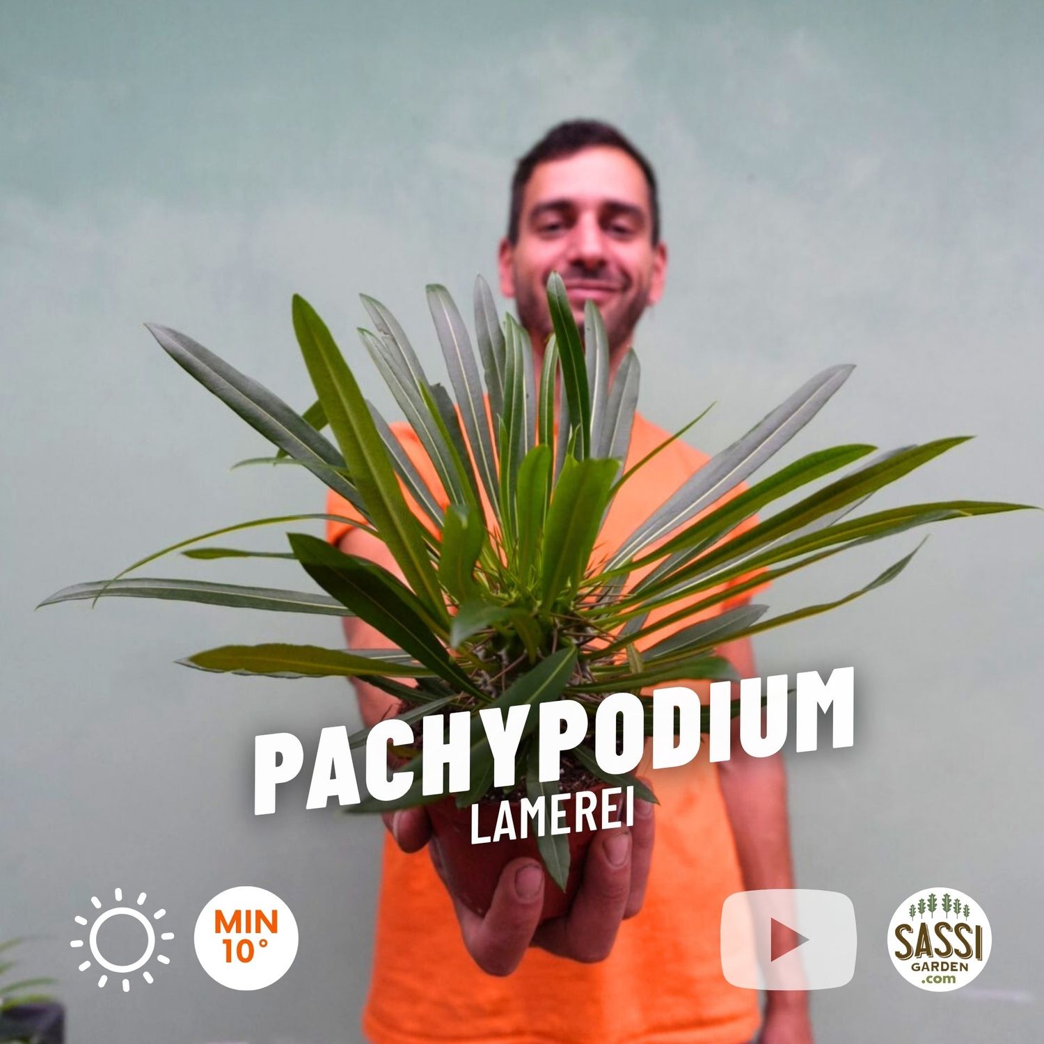 Pachypodium Lamerei, Palma del Madagascar - vaso Ø12 cm