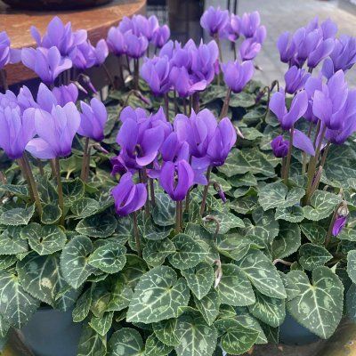 Ciclamino gigante Blue Dragon - Cyclamen persicum ‘Blue Dragon’ - vaso 10 cm