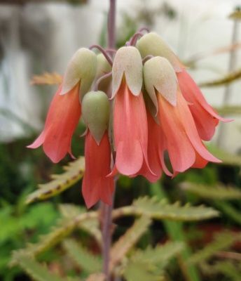 Kalanchoe blossfeldiana &#39;Lucky Bells&#39; - vaso Ø14 cm