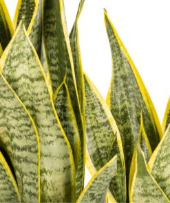 Sansevieria trifasciata 'Futura Superba' - vaso Ø14 cm Sansevieria trifasciata 'Futura Superba' - vaso Ø14 cm