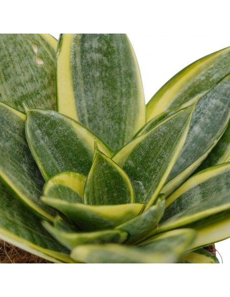 Sansevieria trifasciata 'Golden Hahnii' - vaso Ø14 cm Sansevieria trifasciata 'Golden Hahnii' - vaso Ø14 cm