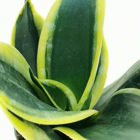 Sansevieria trifasciata 'Hahnii Jade Pagoda' - vaso Ø14 cm Sansevieria trifasciata 'Hahnii Jade Pagoda' - vaso Ø14 cm