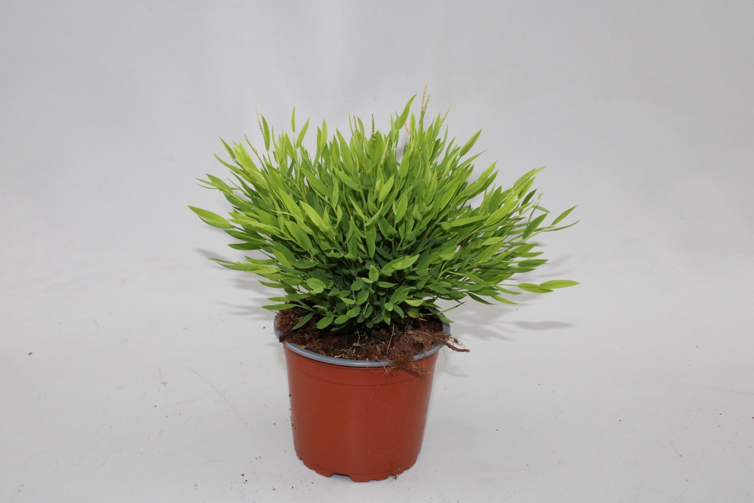 recolution calathea Recolution Calathea, Dove Blue bei BACKYARD