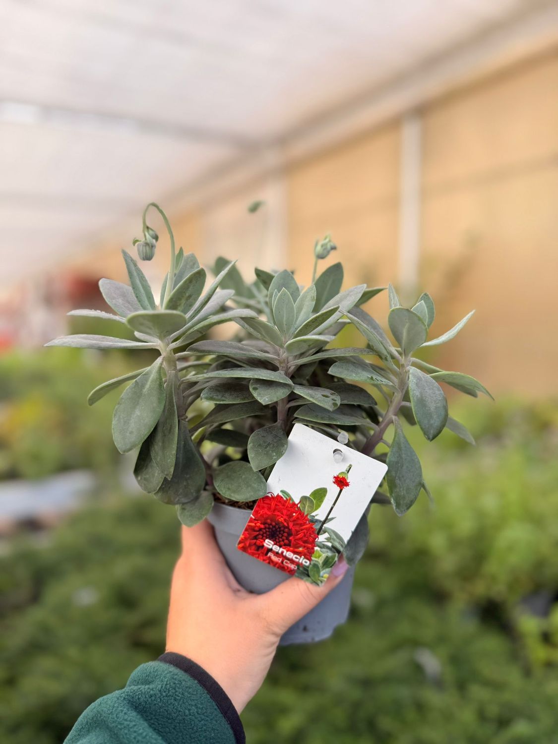 Senecio cephalophorus 'Mountain Fire' - vaso Ø12 cm