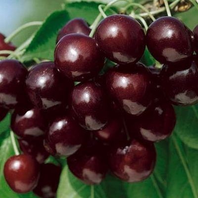 Ciliegio 'Mora di Cazzano', Prunus avium - vaso Ø25 cm Ciliegio 'Mora di Cazzano', Prunus avium - vaso Ø25 cm