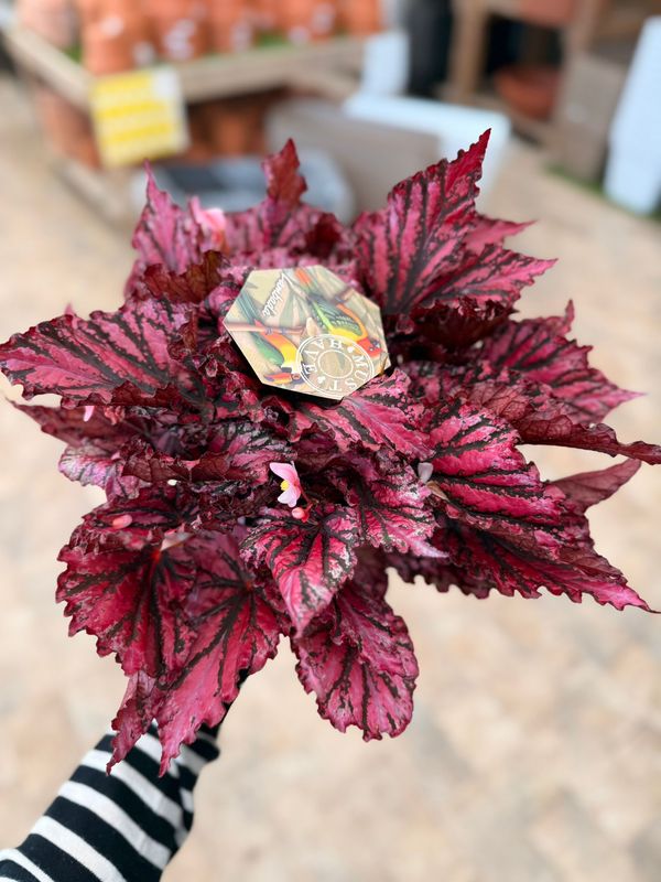 Begonia Rex 'Lambada' - vaso Ø17 cm