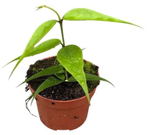 Hoya polyneura complex Vietnam - vaso Ø10 cm