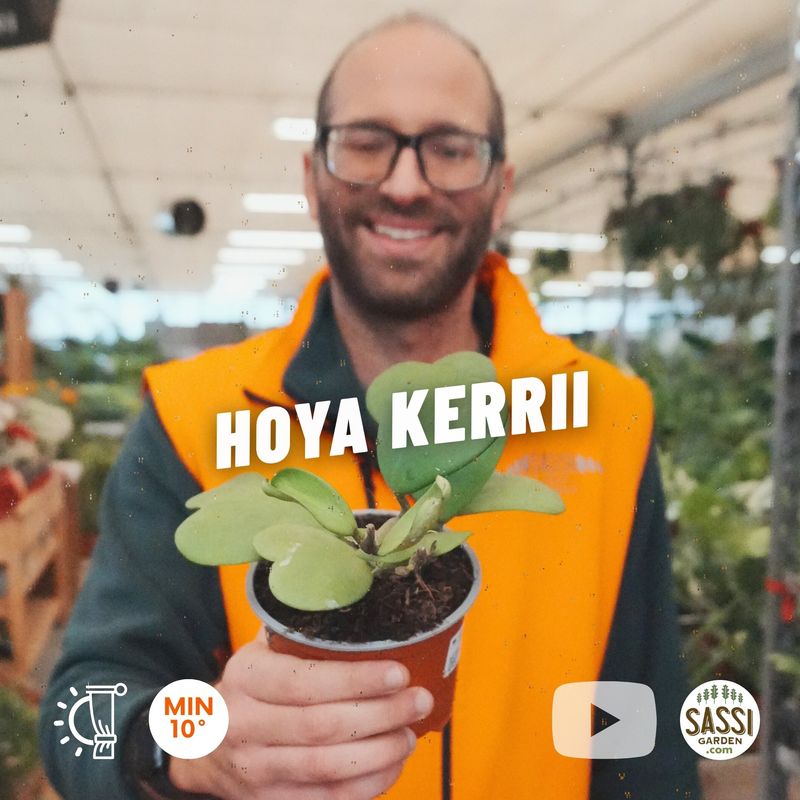 Hoya kerrii, 5-6 foglie - vaso Ø12 cm Pianta del cuore Hoya kerrii, 5-6 foglie - vaso Ø12 cm Pianta del cuore