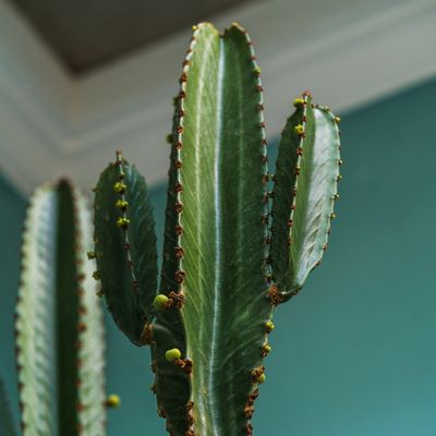 EUPHORBIA ERITREA
