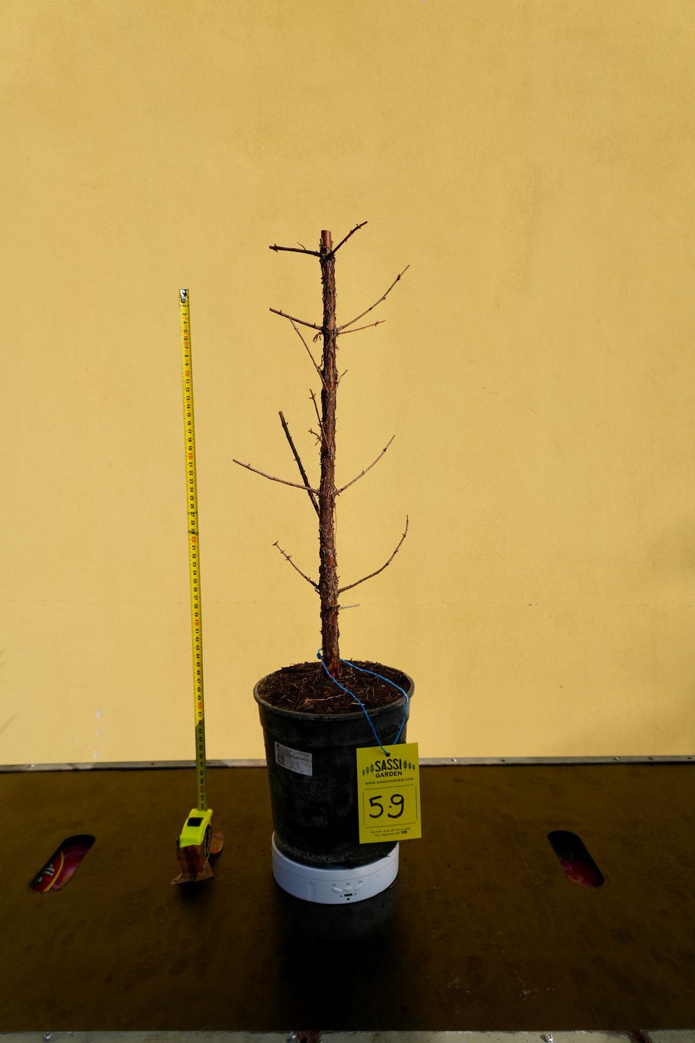 Metasequoia glyptostroboides, Pezzo Unico n. 59 - 50 cm PREBONSAI, BONSAI