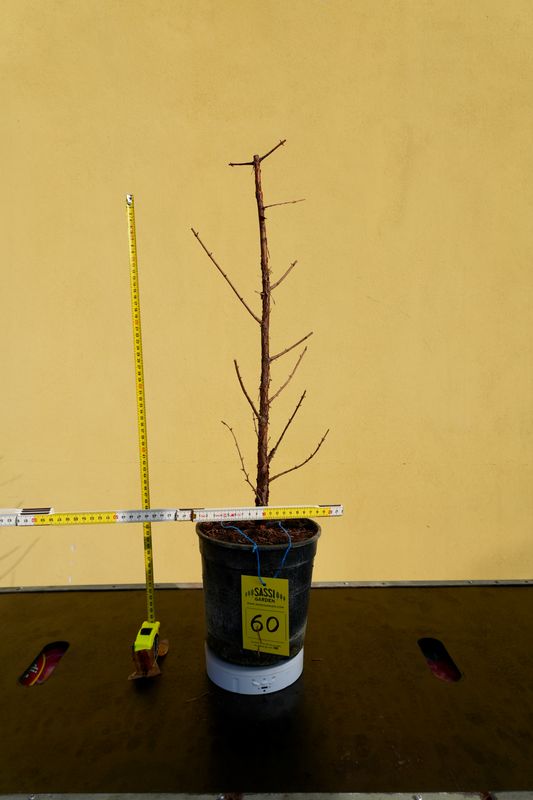 Metasequoia glyptostroboides, Pezzo Unico n. 60 - 50 cm PREBONSAI, BONSAI