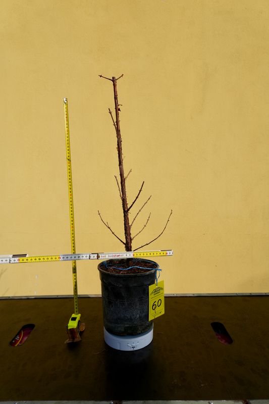 Metasequoia glyptostroboides, Pezzo Unico n. 60 - 50 cm PREBONSAI, BONSAI