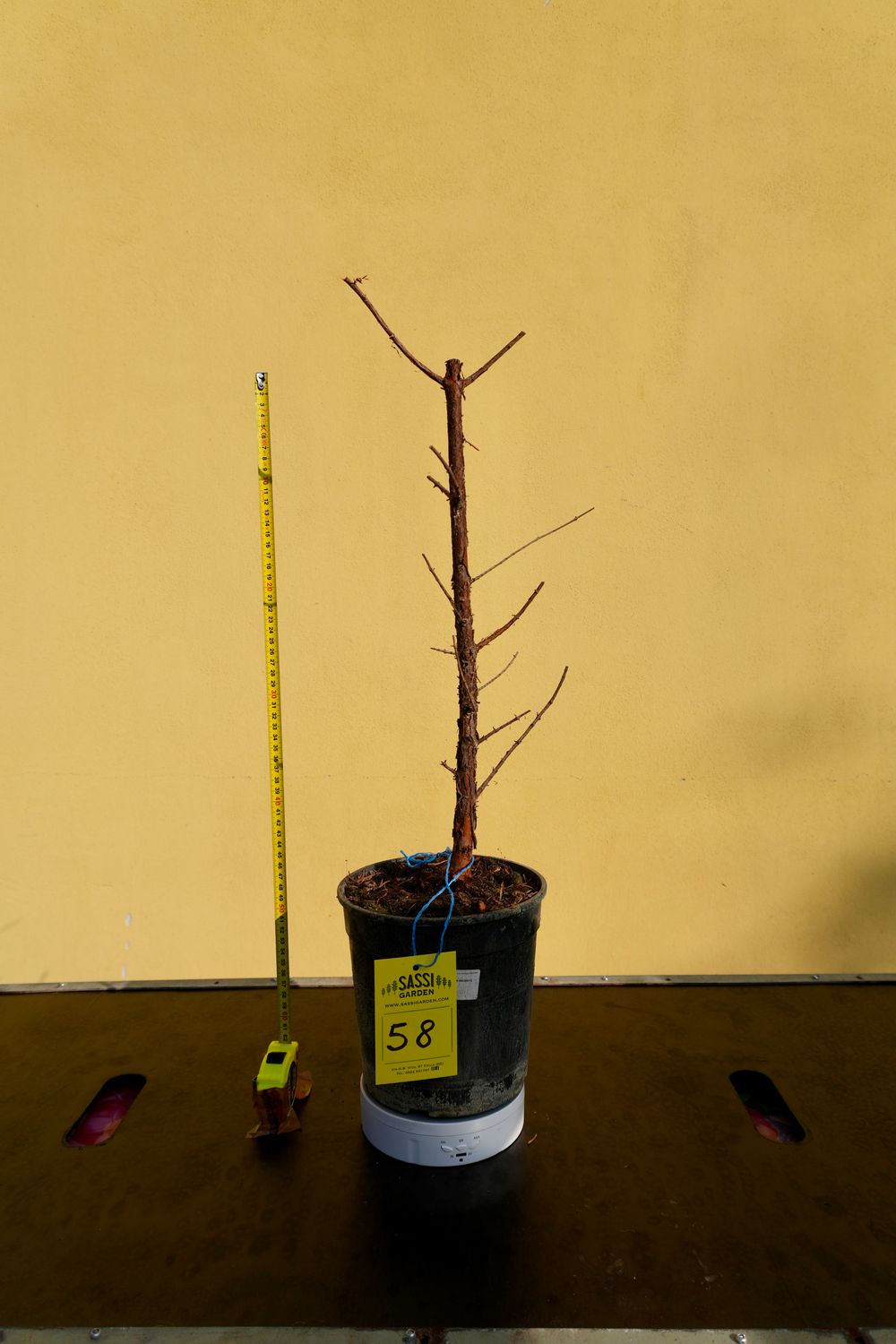 Metasequoia glyptostroboides, Pezzo Unico n. 58 - 50 cm PREBONSAI, BONSAI