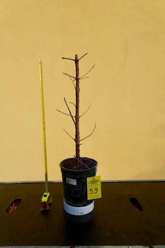 PREBONSAIMetasequoia glyptostroboides, Pezzo Unico n. 59 - 50 cm PREBONSAI, BONSAI