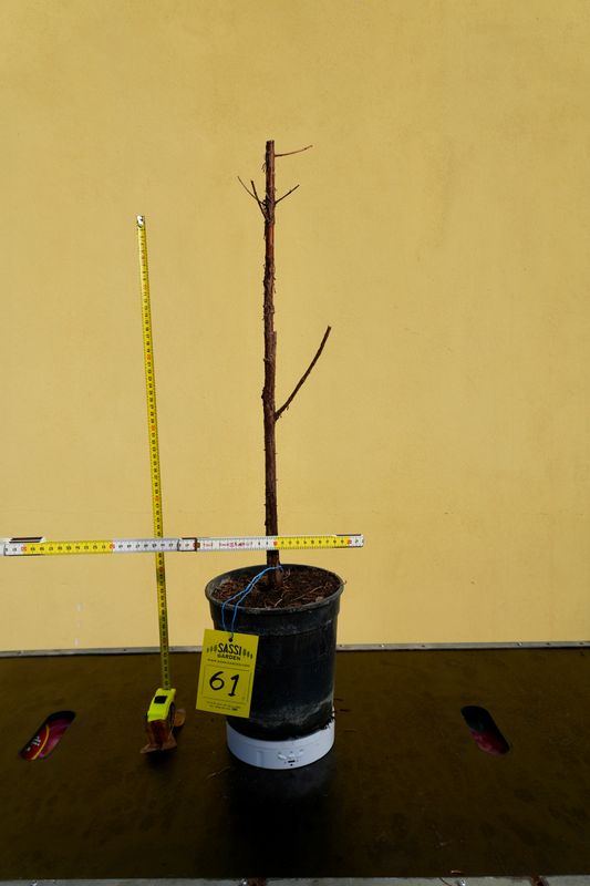 Metasequoia glyptostroboides, Pezzo Unico n. 61 - 50 cm PREBONSAI, BONSAI
