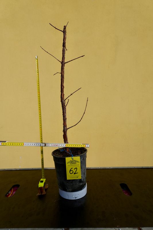 Metasequoia glyptostroboides, Pezzo Unico n. 62 - 50 cm PREBONSAI, BONSAI