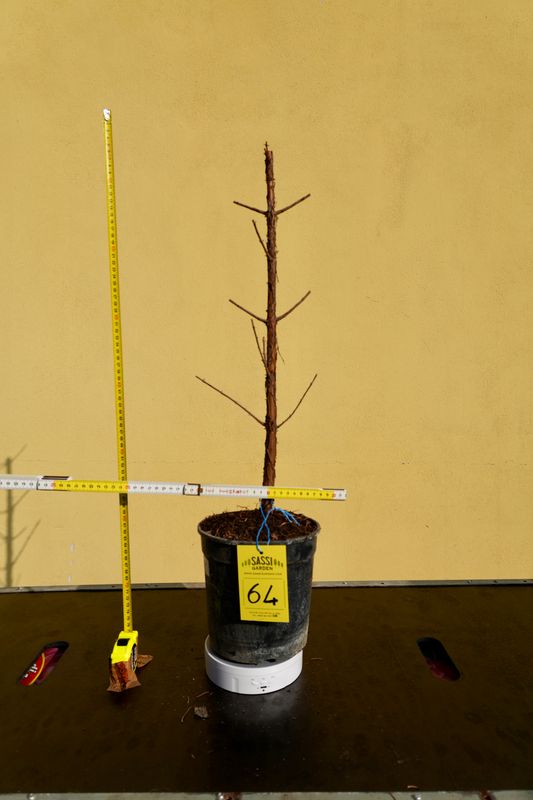 Metasequoia glyptostroboides, Pezzo Unico n. 64 - 50 cm PREBONSAI, BONSAI