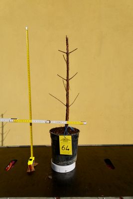 Metasequoia glyptostroboides, Pezzo Unico n. 64 - 50 cm PREBONSAI, BONSAI