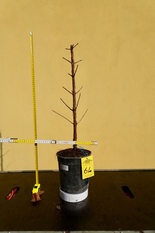 Metasequoia glyptostroboides, Pezzo Unico n. 64 - 50 cm PREBONSAI, BONSAI