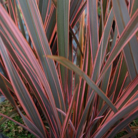 Phormium tenax ‘Rainbow Queen’ , Lino della Nuova Zelanda - vaso Ø24 cm