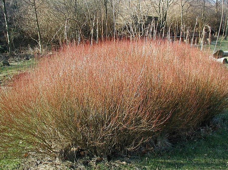 Salix purpurea ‘Nana’ , salice purpureo nano - vaso Ø18 cm h 40-60 Salix purpurea ‘Nana’ , salice purpureo nano - vaso Ø18 cm h 40-60