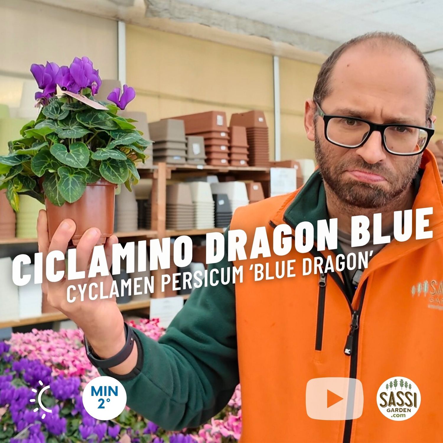 Ciclamino gigante Dragon Blu, Cyclamen persicum ‘Blue Dragon’ - vaso Ø10 cm