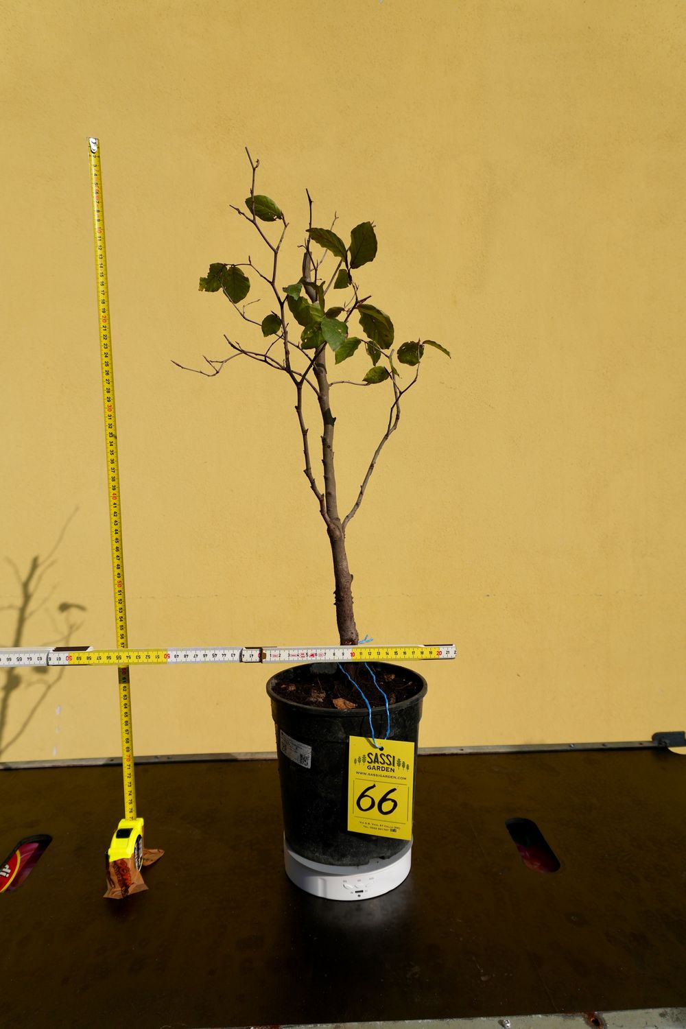 Fagus Sylvatica, Faggio, Pezzo Unico n. 66 - h 50 cm PREBONSAI, BONSAI