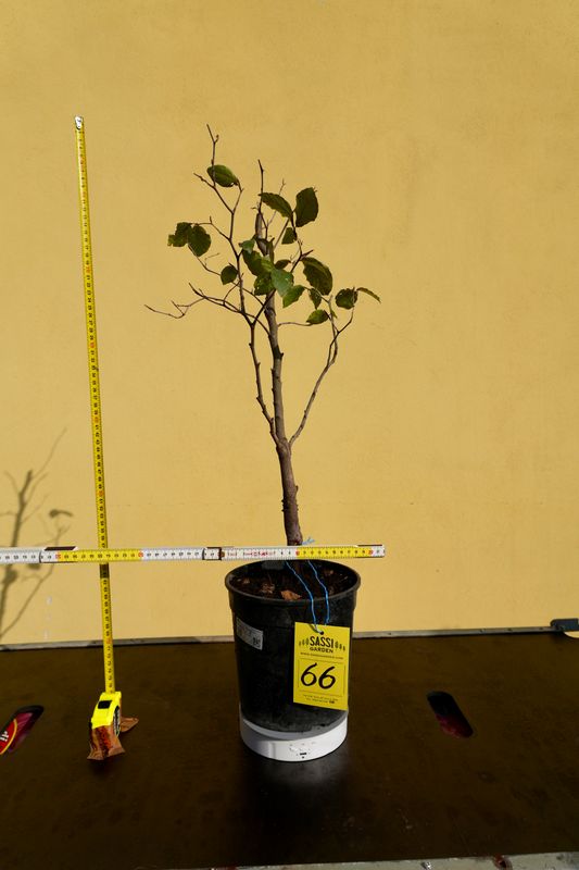 Fagus Sylvatica, Faggio, Pezzo Unico n. 66 - h 50 cm PREBONSAI, BONSAI