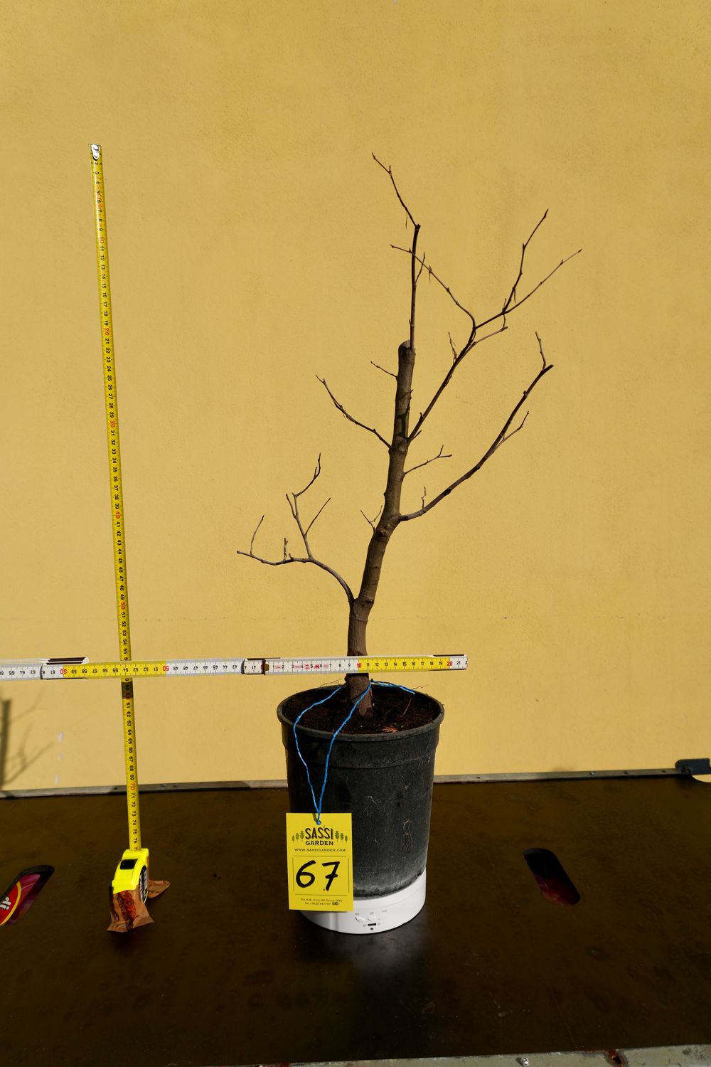 Fagus Sylvatica, Faggio, Pezzo Unico n. 67 - h 40 cm PREBONSAI, BONSAI