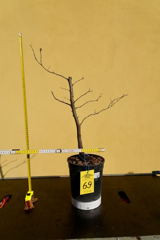 Fagus Sylvatica, Faggio, Pezzo Unico n. 69 - h 40 cm PREBONSAI, BONSAI