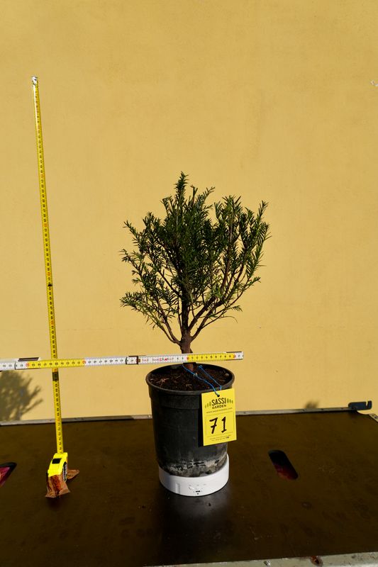Tasso, Taxus baccata, Pezzo Unico n. 71 - h 30 cm PREBONSAI, BONSAI