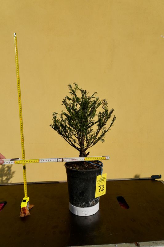 Tasso, Taxus baccata, Pezzo Unico n. 72 - h 50 cm PREBONSAI, BONSAI