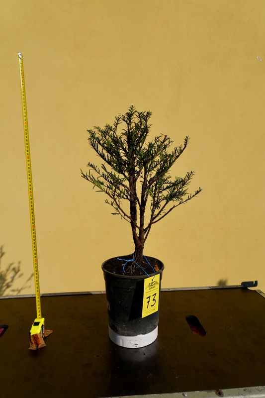 Tasso, Taxus baccata, Pezzo Unico n. 73 - h 50 cm PREBONSAI, BONSAI
