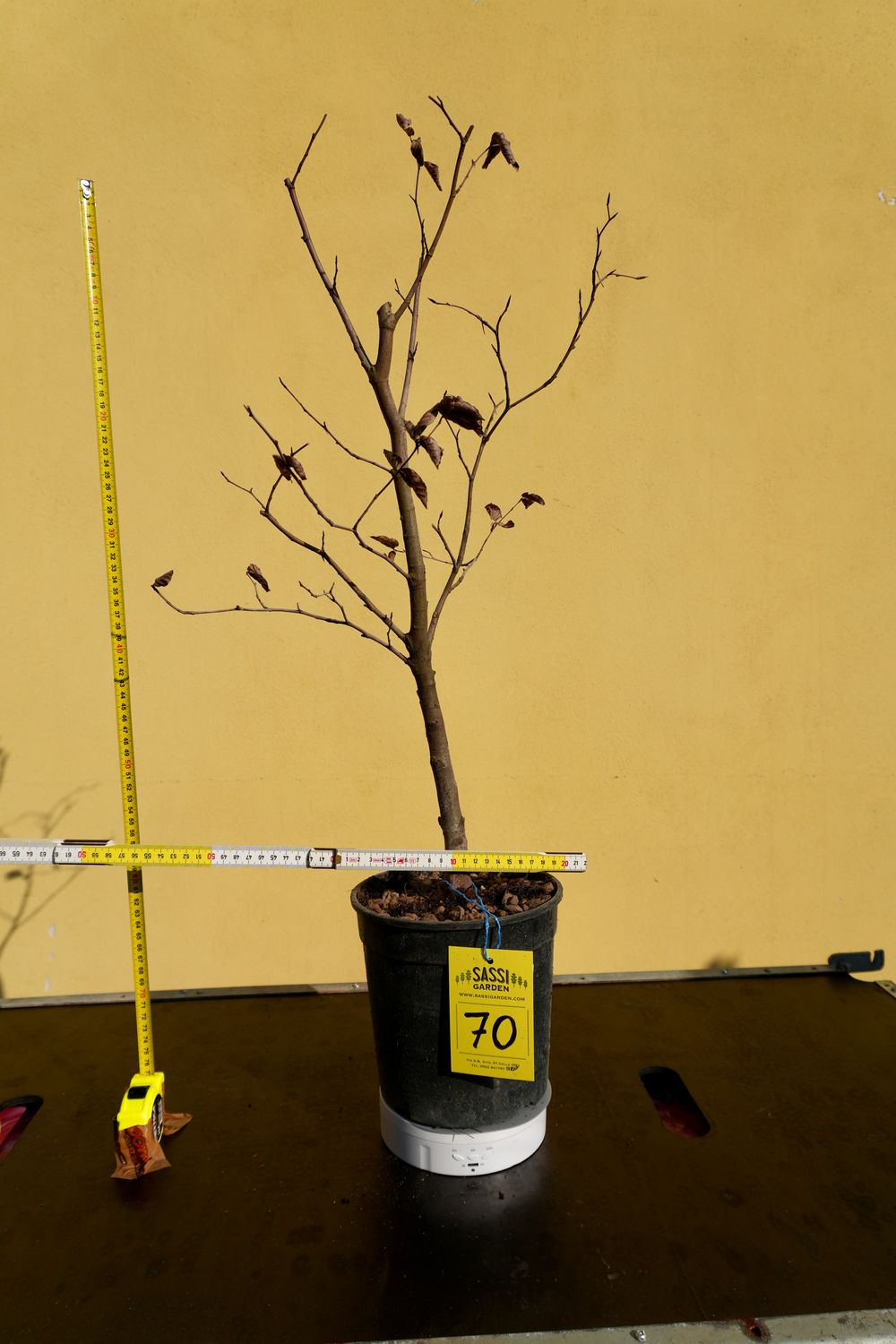 Fagus Sylvatica, Faggio, Pezzo Unico n. 69 - h 40 cm PREBONSAI, BONSAI Fagus Sylvatica, Faggio, Pezzo Unico n. 69 - h 40 cm PREBONSAI, BONSAI