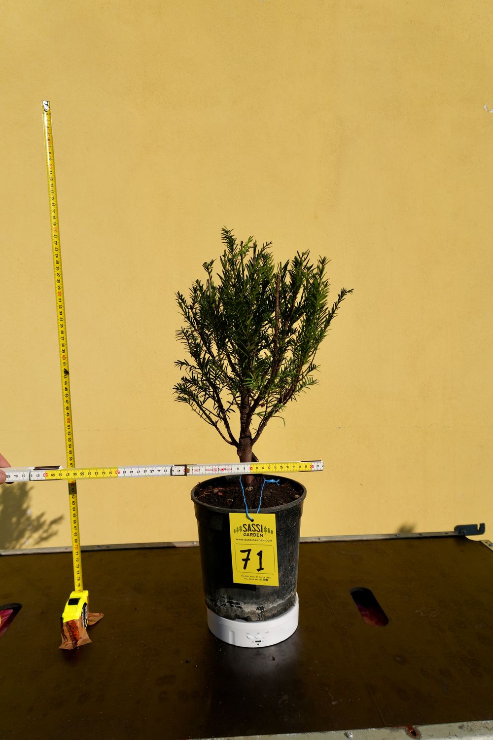 Tasso, Taxus baccata, Pezzo Unico n. 71 - h 30 cm PREBONSAI, BONSAI
