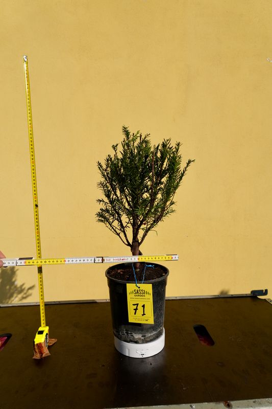 Tasso, Taxus baccata, Pezzo Unico n. 71 - h 30 cm PREBONSAI, BONSAI